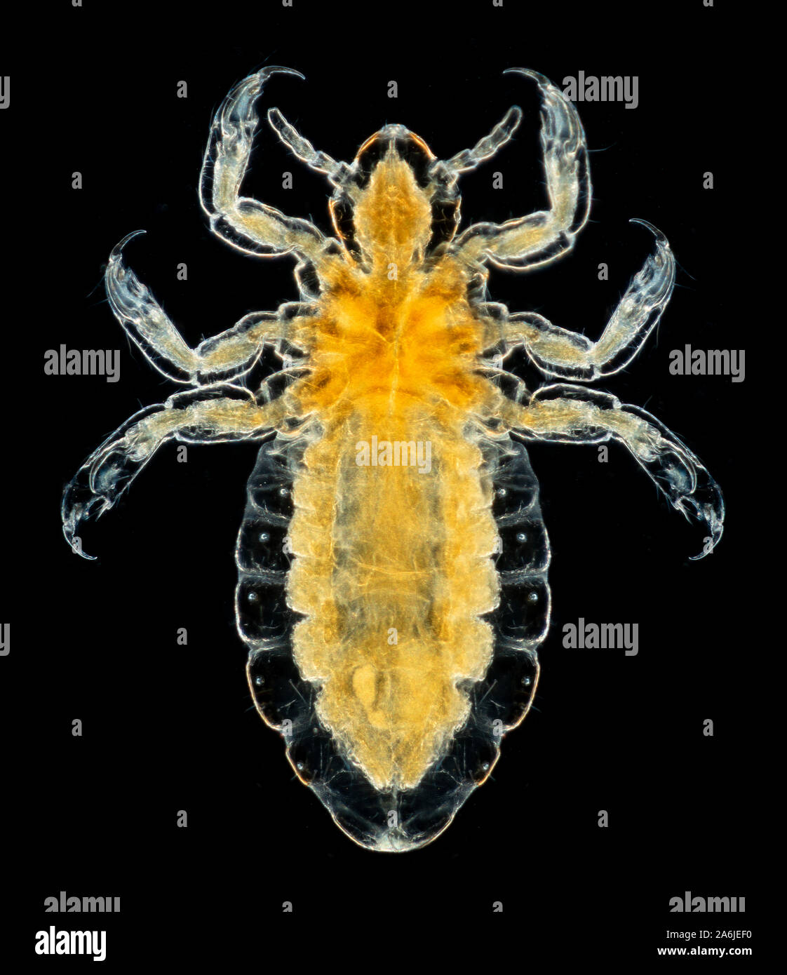 Human body louse, male, Pediculus humanus humanus, Stock Photo