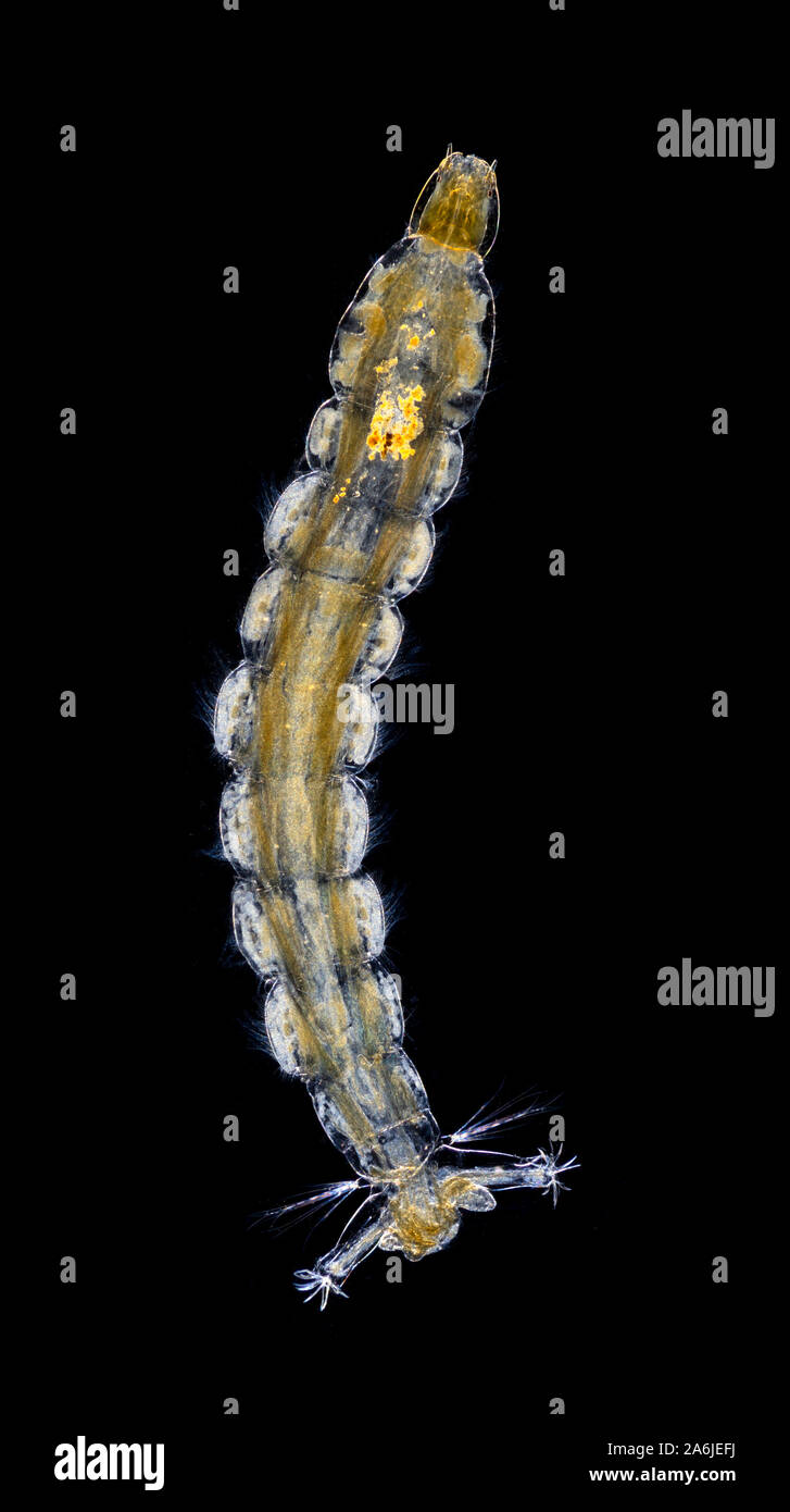 winter gnat larva, Trichocera annulata, darkfield photomicrograph Stock Photo