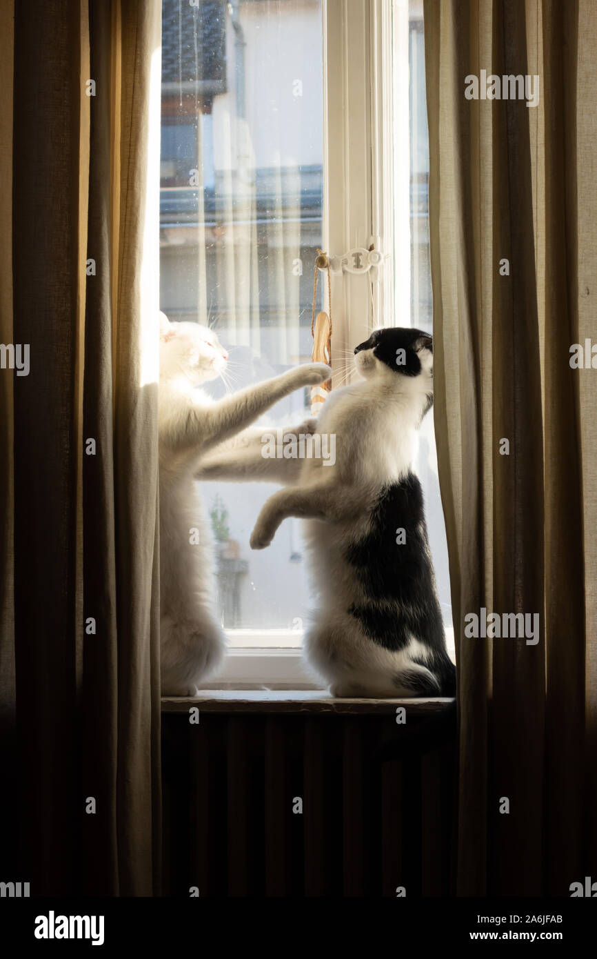 Two house cats are playing on a windowsill. Stock Photo