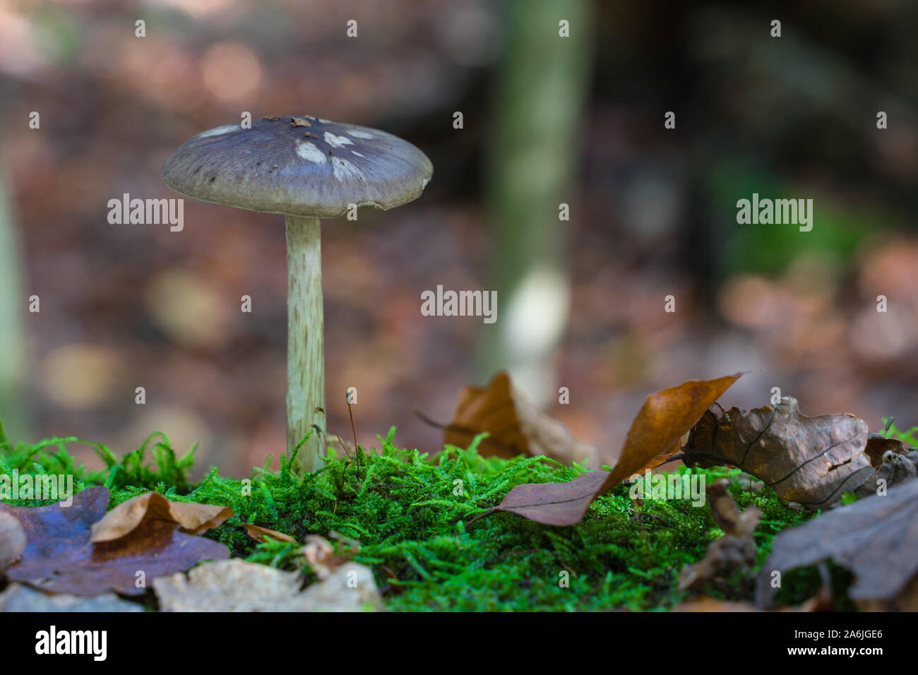 Mushrooms in the autumnal forest grow on a tree stump Stock Photo - Alamy
