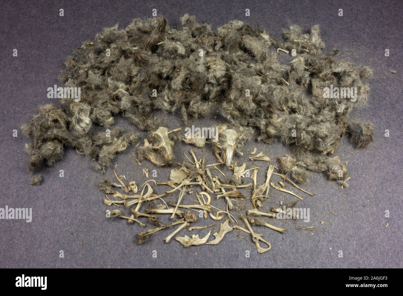 The dissected remains of a barn owl pellet which contained the remains of at least two bank voles, as used in a UK school. Stock Photo