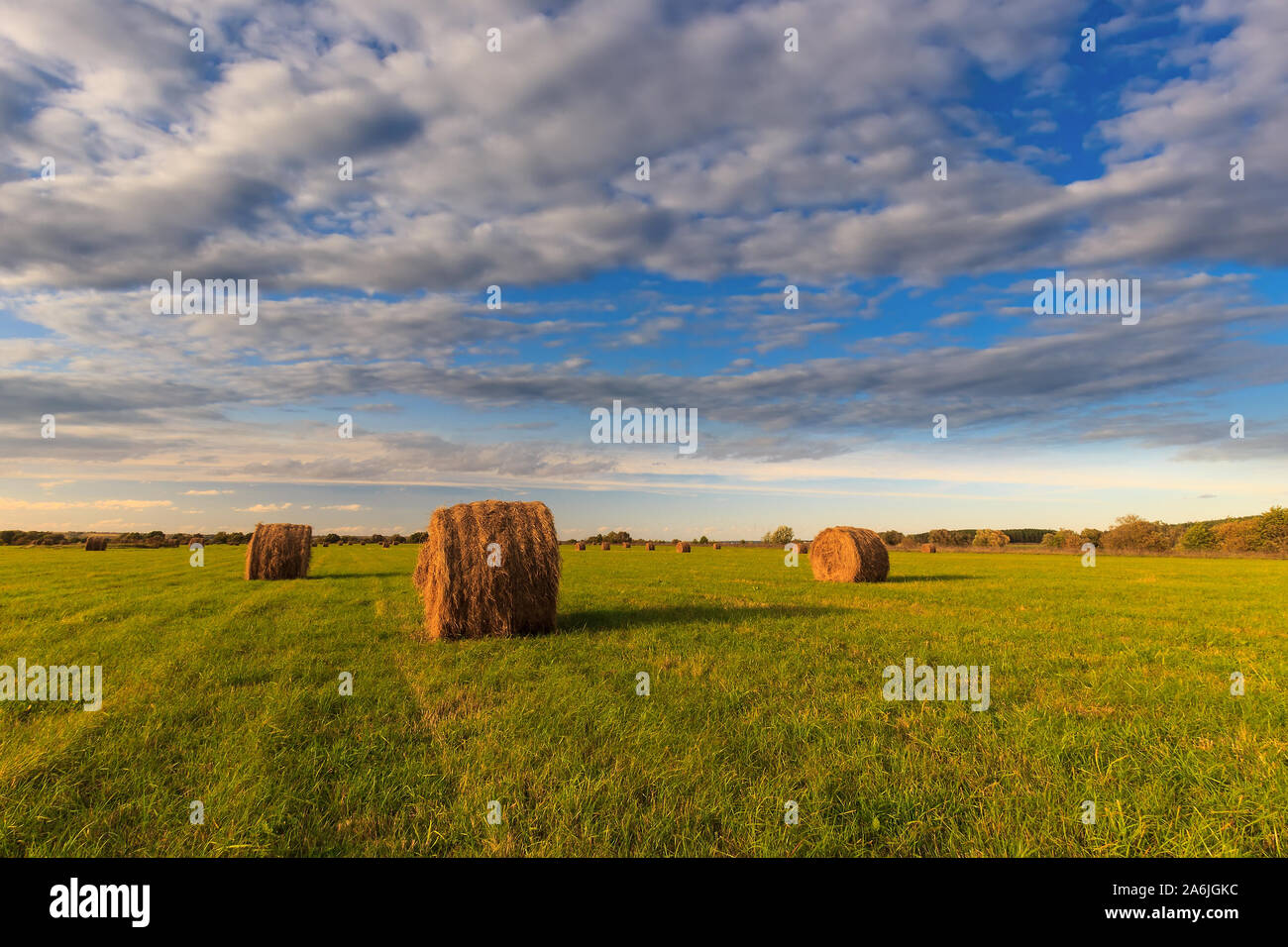 Field with golden haystacks at sunset in early autumn evening with a ...