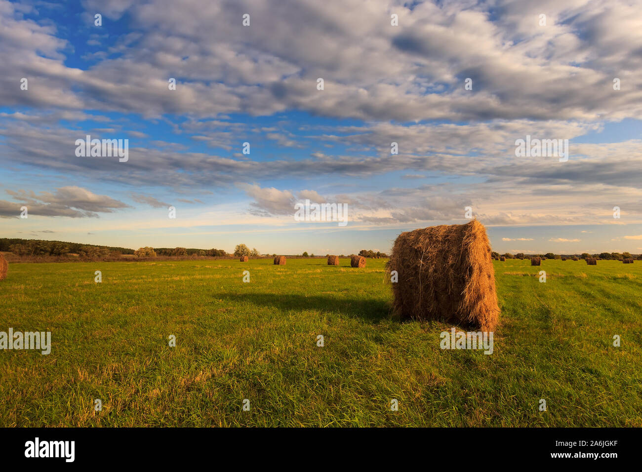 Field with golden haystacks at sunset in early autumn evening with a ...