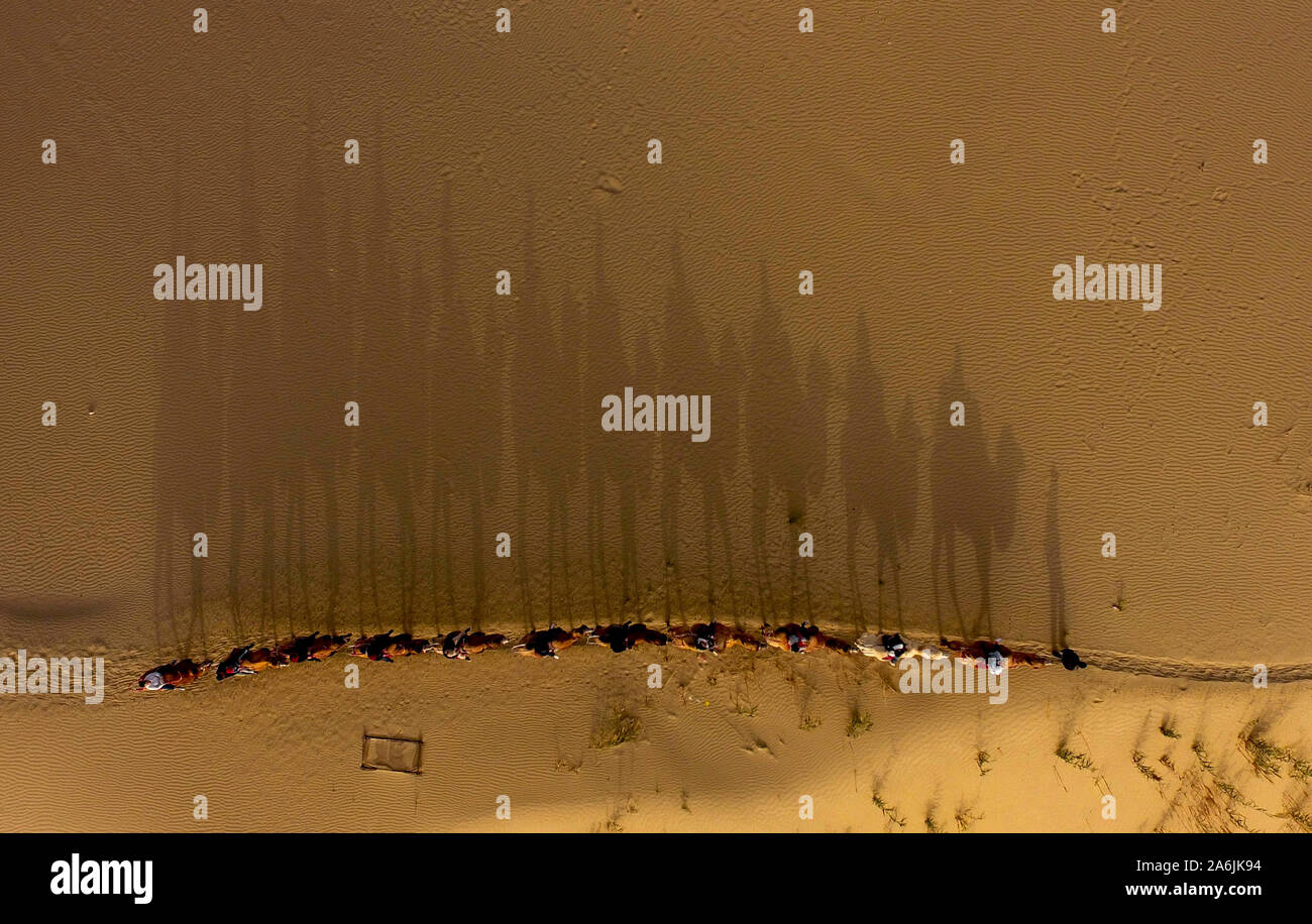 Three camels and aerial hi-res stock photography and images - Alamy