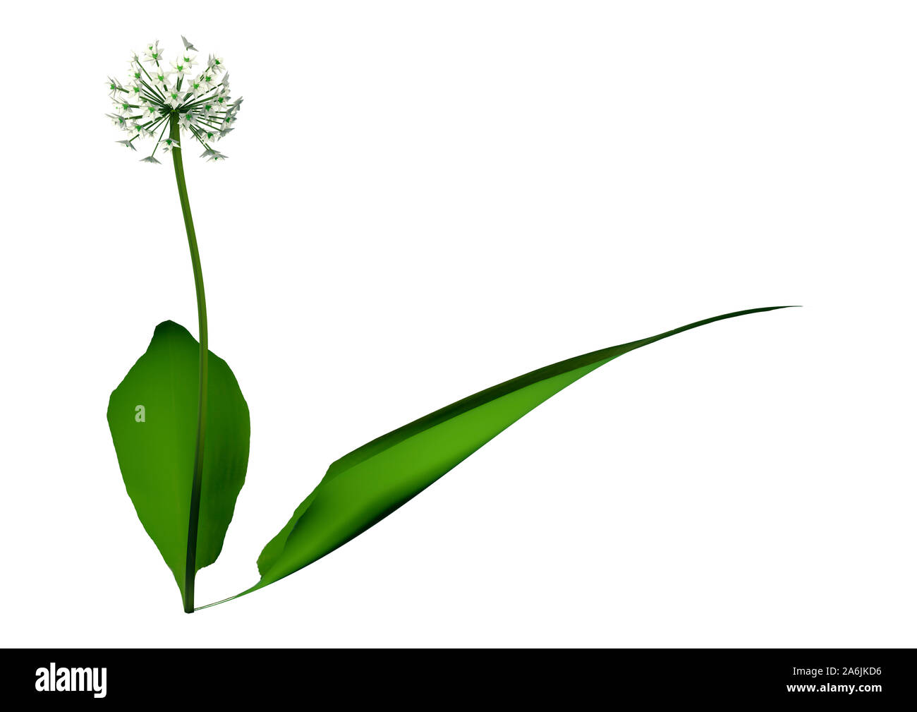3D illustration of a wild garlic plant or Allium ursinum isolated on white background Stock Photo
