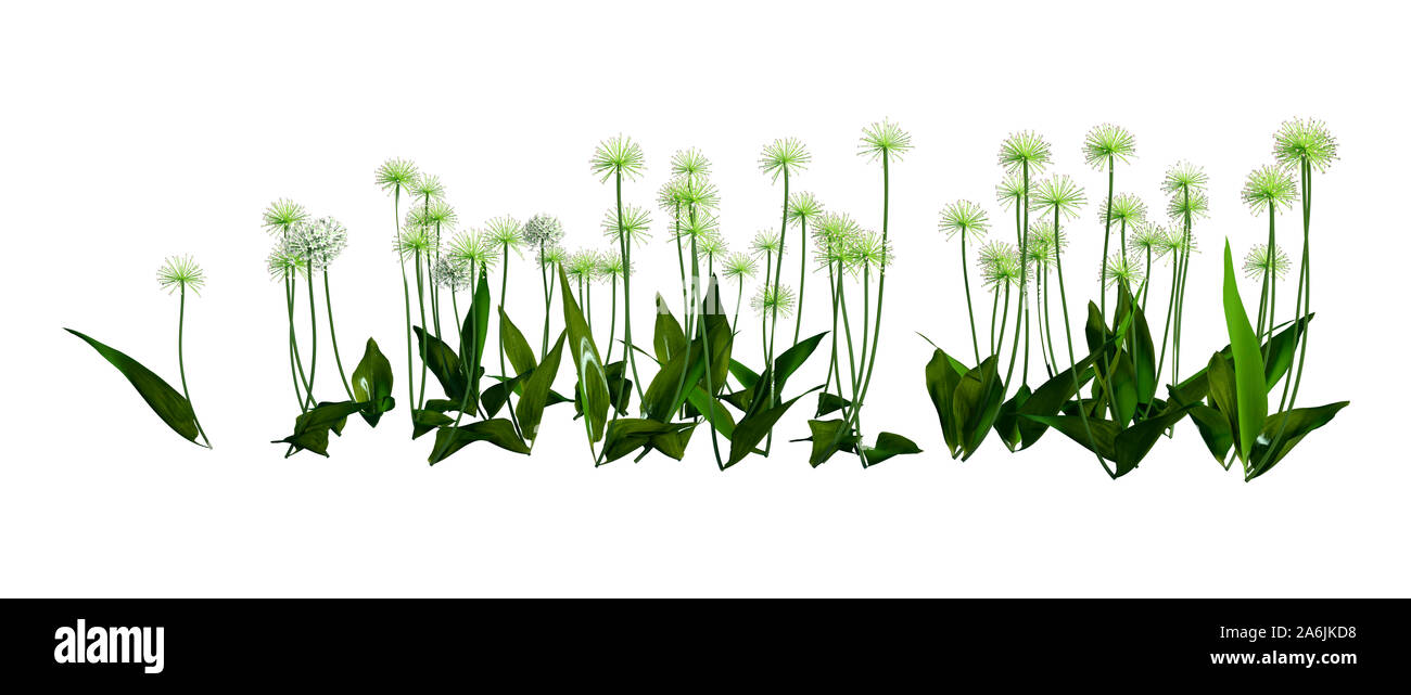 3D illustration of wild garlic plants or Allium ursinum isolated on white background Stock Photo