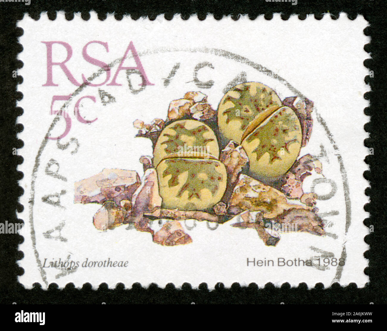 Stamp print in South Africa,1988,Lithops dorotheae Stock Photo