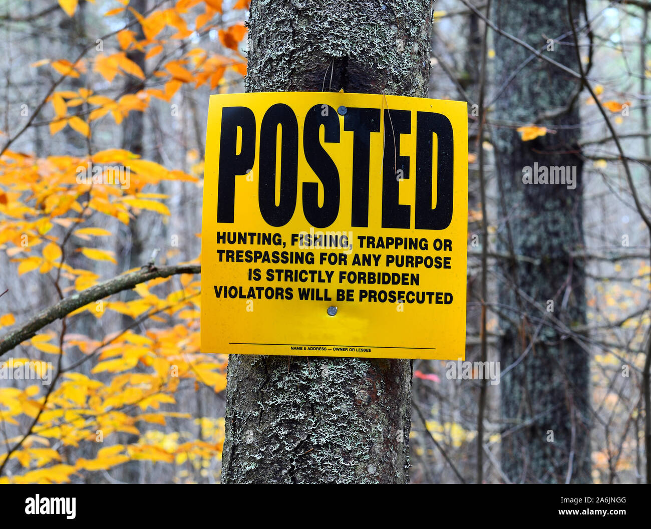 Posted sign on tree in forest forbidding hunting, fishing trapping or  trespassing Stock Photo - Alamy