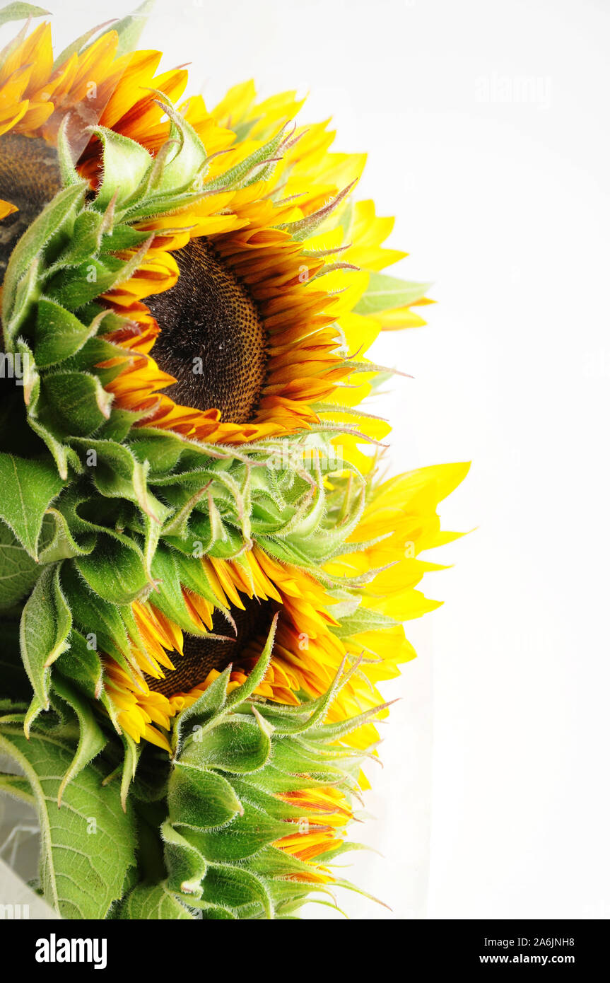 Yellow Flower - Sunflower Stock Photo