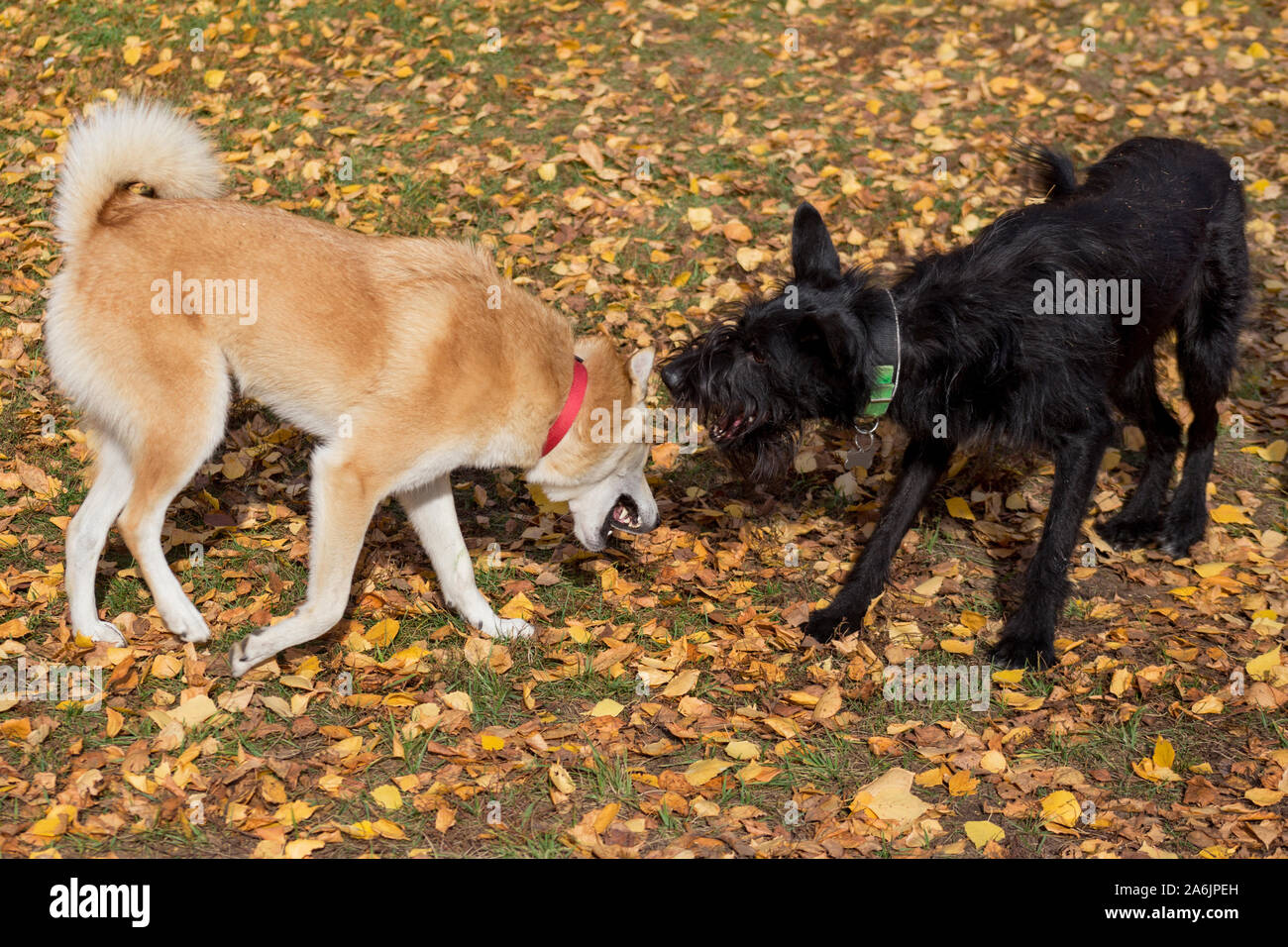West Siberian Laika And Multibred Dog Are Playing In The Autumn Park Pet Animals Stock Photo Alamy