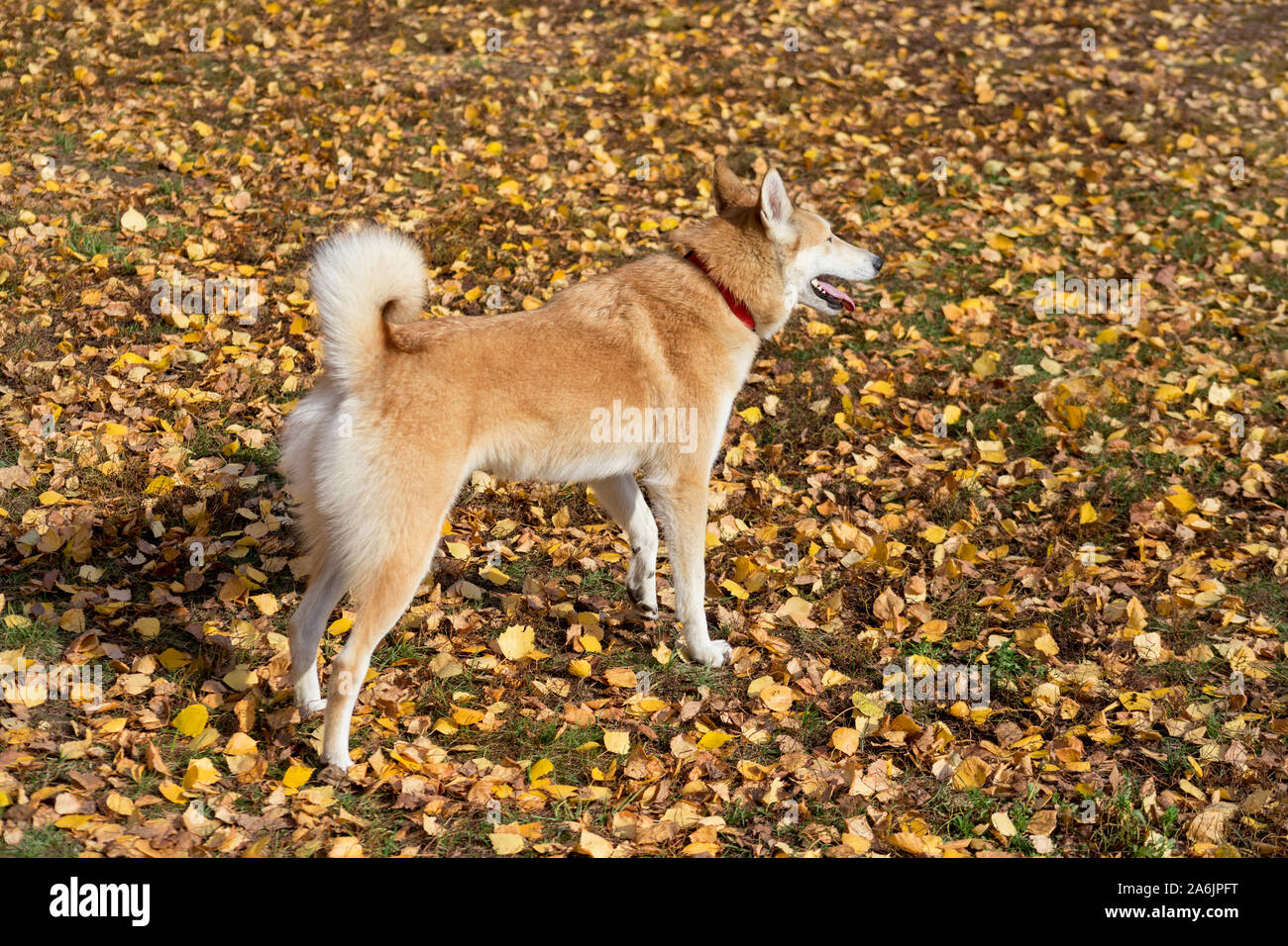 West Siberian Laika Is Standing On Yellow Leaves In The Autumn Park Pet Animals Purebred Dog Stock Photo Alamy