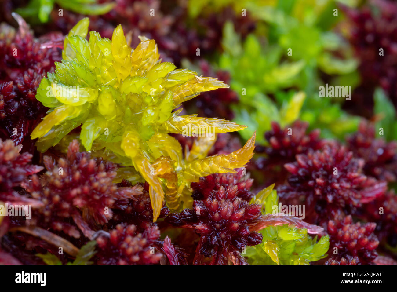 Close up detail of colourful sphagnum moss (sphagnum angustifolium) in autumn, highlands, Scotland, UK. Stock Photo