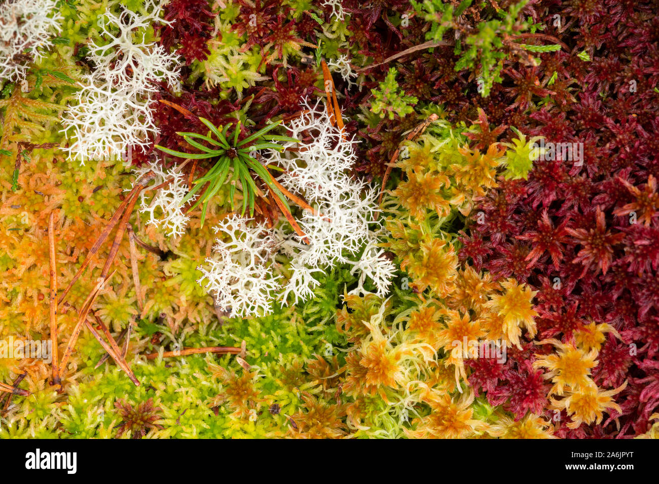 Forest floor with colourful sphagnum moss (sphagnum angustifolium), reindeer lichen (cladonia portentosa) and Scots pine seedling (pinus sylvestris). Stock Photo