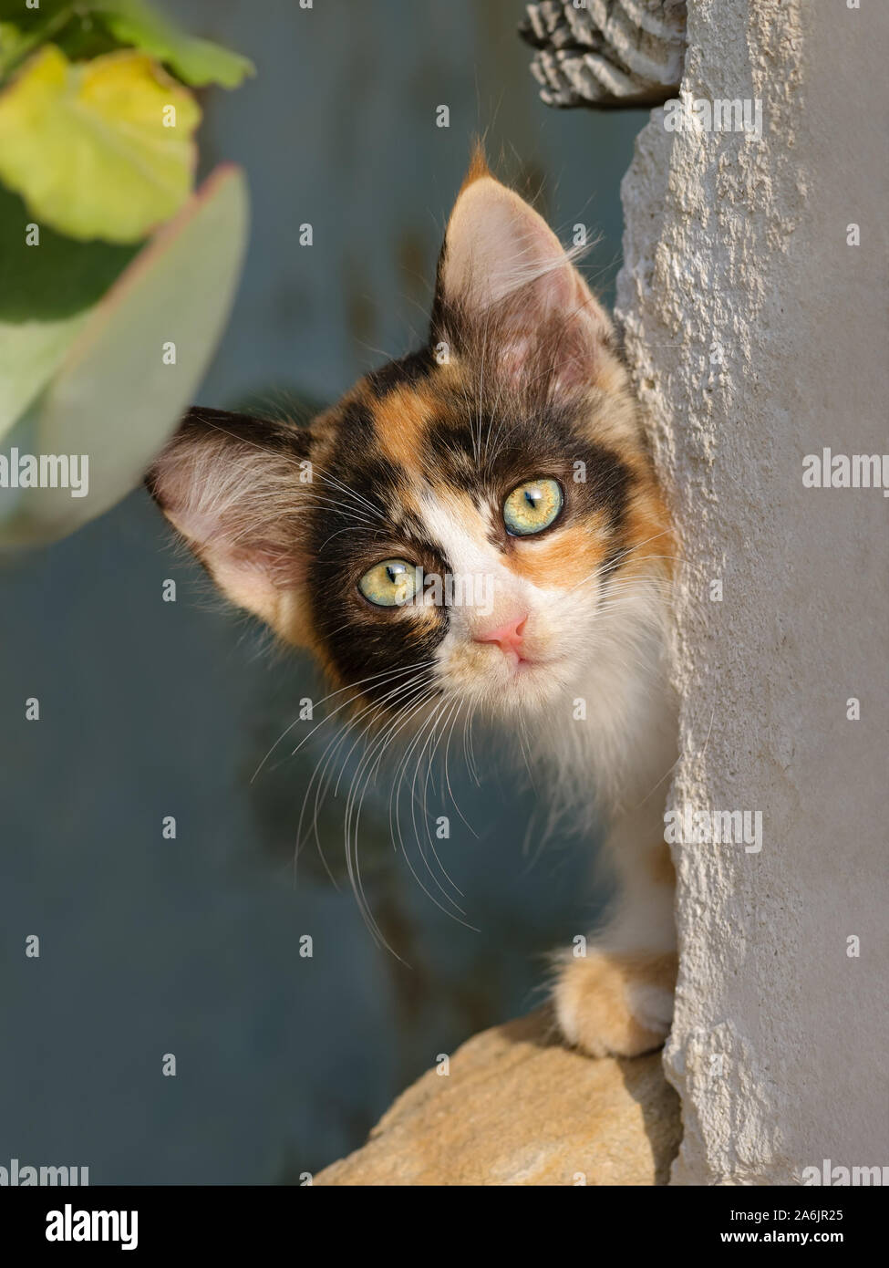Curious cat kitten, tricolor calico patched tabby, peering from behind a wall with wonderful colored eyes, Cyprus Stock Photo