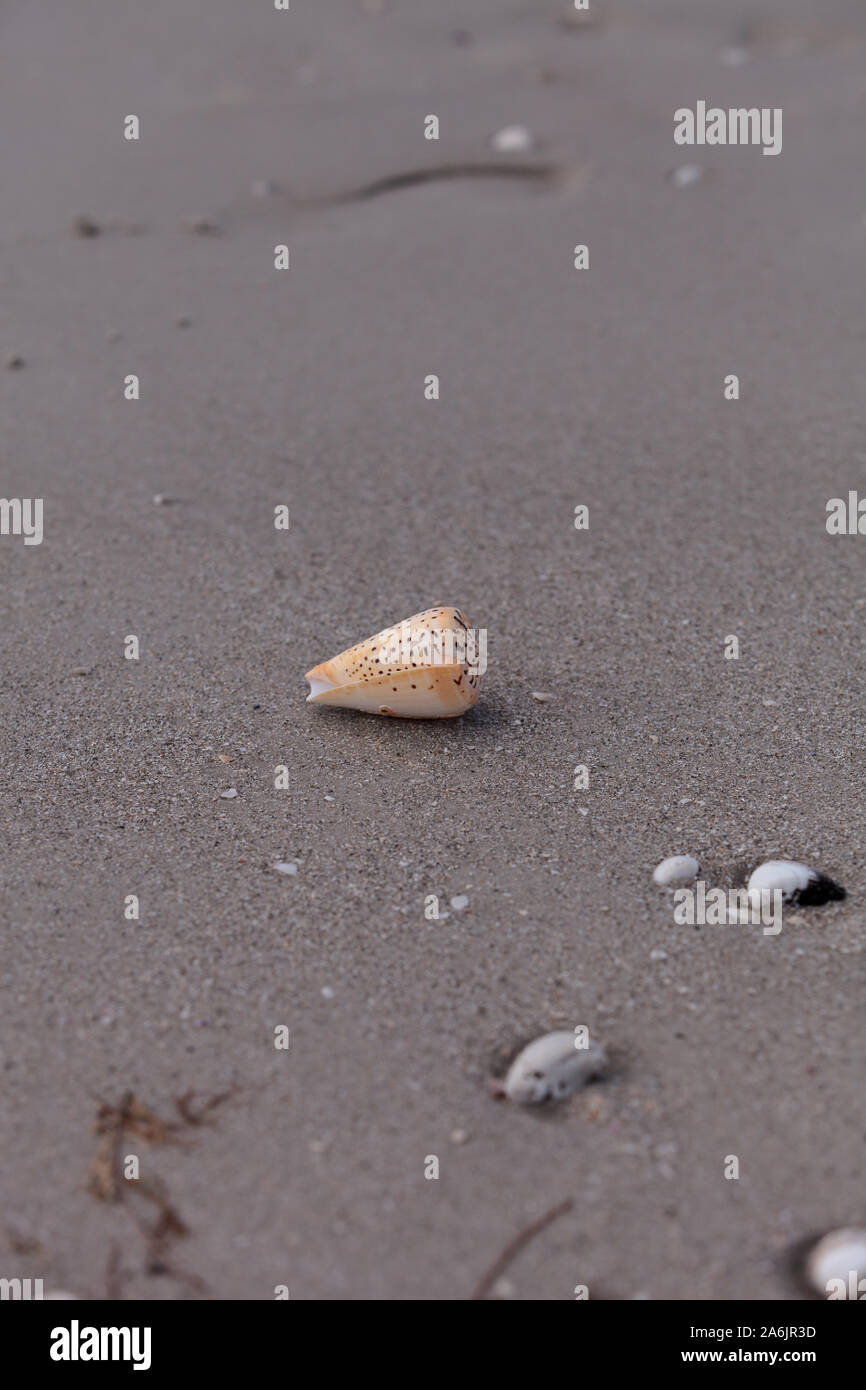 Lettered cone snail Conus litteratus on the sand on the beach. Stock Photo