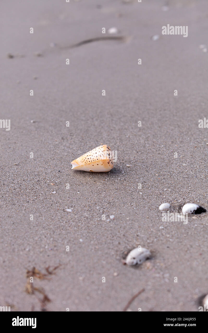 Lettered cone snail Conus litteratus on the sand on the beach. Stock Photo