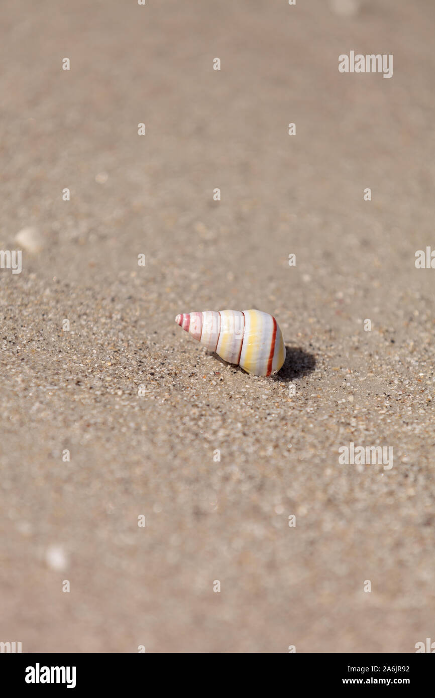 Haitian Tree Snail Rainbow Striped Shell Liguus virgineus on the sand on the beach. Stock Photo