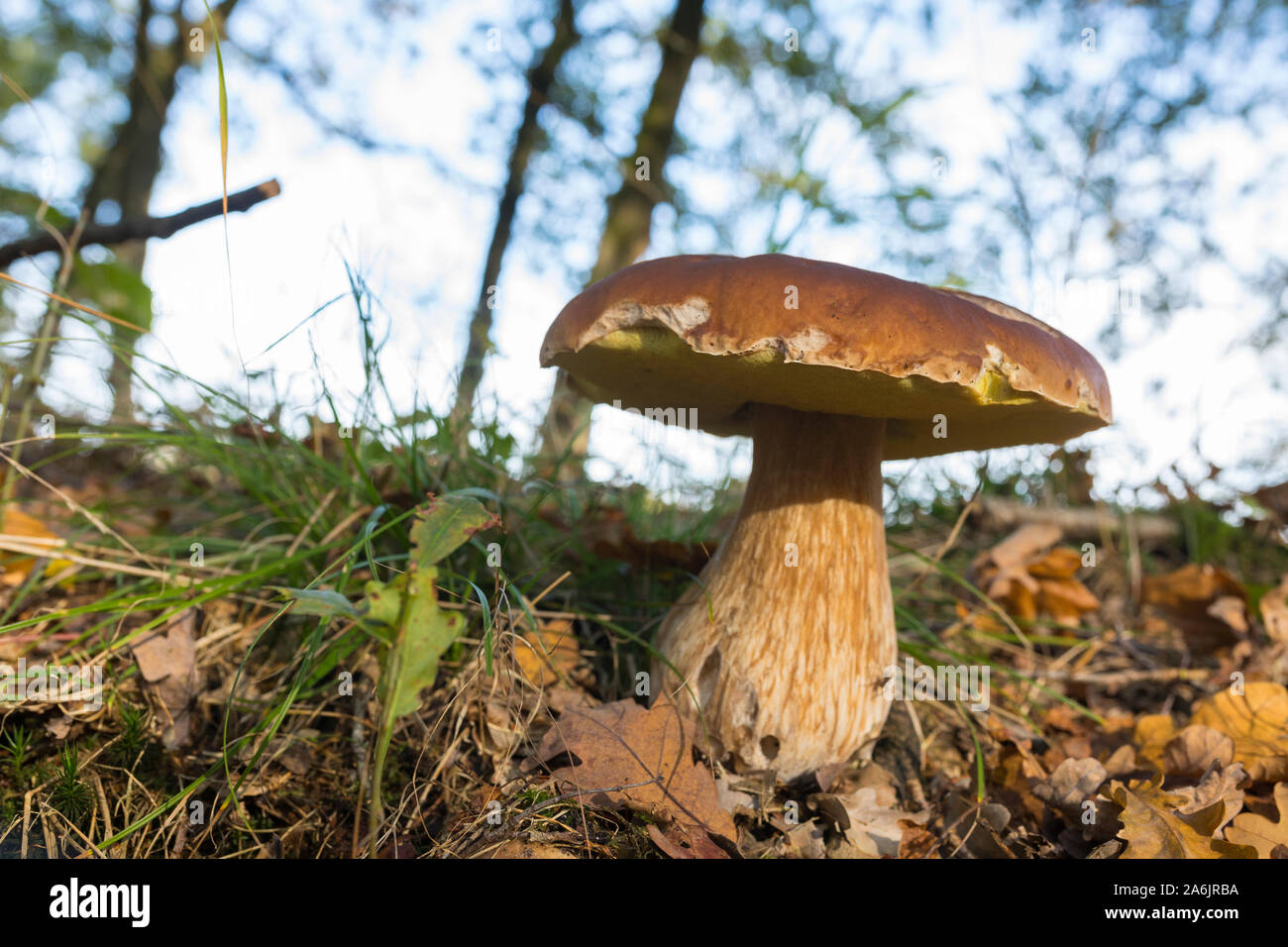 Edible Boletus Edulis (Penny Bun) growing in a forest in autumn in the Netherlands Stock Photo