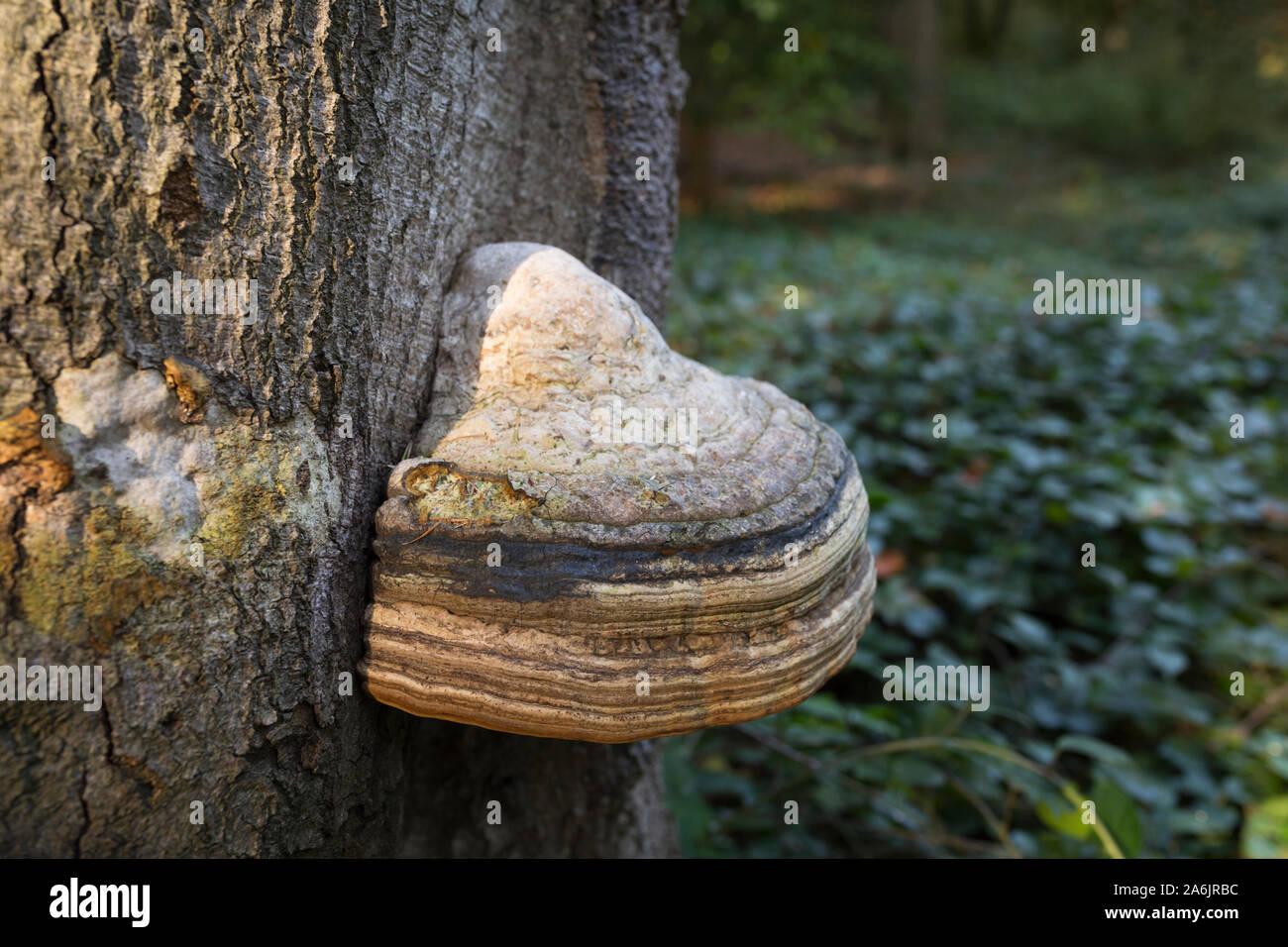 Bracket fungus growing on the trunk of a dead beech tree Stock Photo