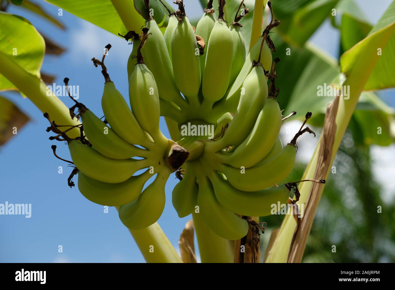 Banana tree with fruits and flower hires stock photography and images