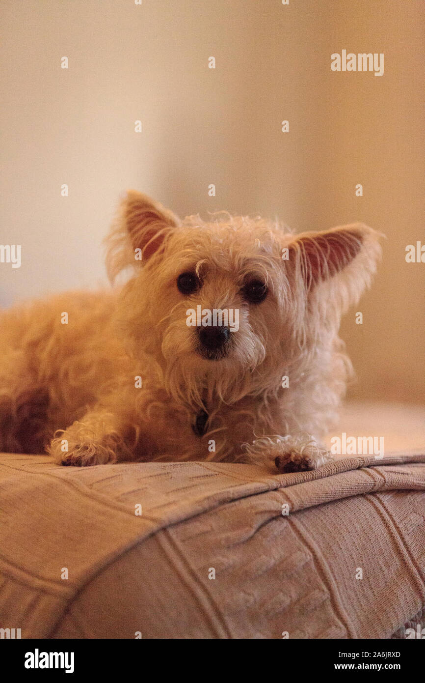 Sad Sulking Mixed Breed White Scruffy West Highland Terrier Dog On A Blue Bed Stock Photo Alamy