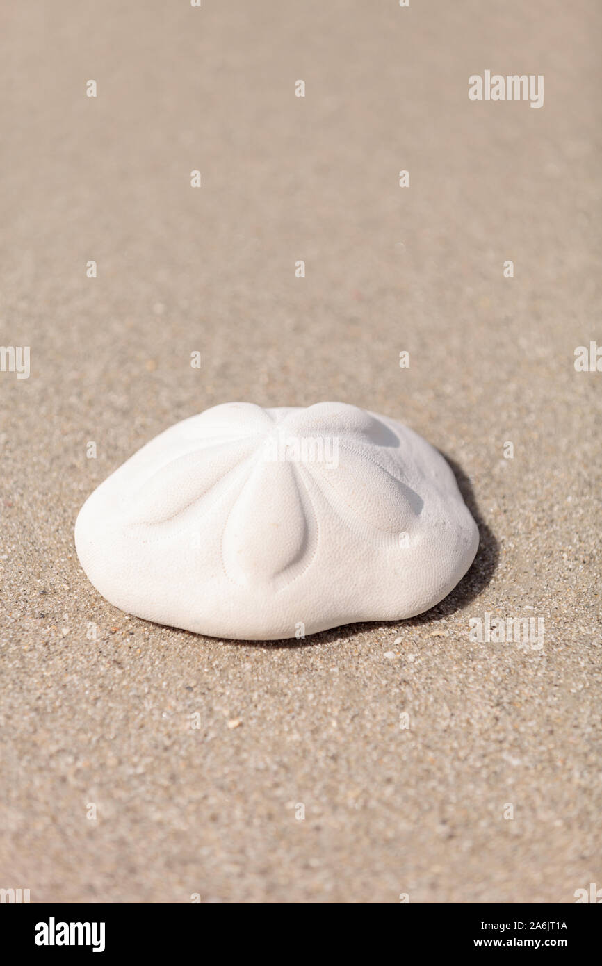 Sea biscuit shell on sand hires stock photography and images Alamy