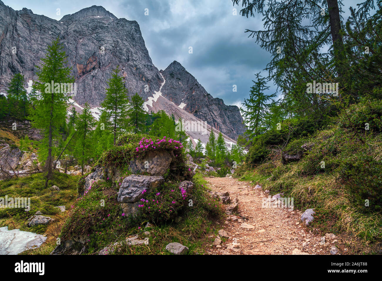 Amazing alpine spring landscape with pink rhododendron flowers and mountain hiking path, Kranjska Gora, Julian Alps, Slovenia, Europe Stock Photo