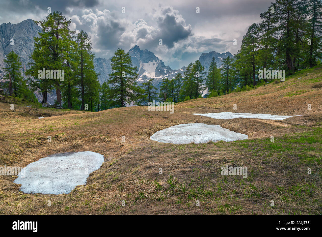 Admirable alpine spring landscape with pine forest and high snowy mountains, near Vrsic mountain pass, Kranjska Gora, Julian Alps, Slovenia, Europe Stock Photo
