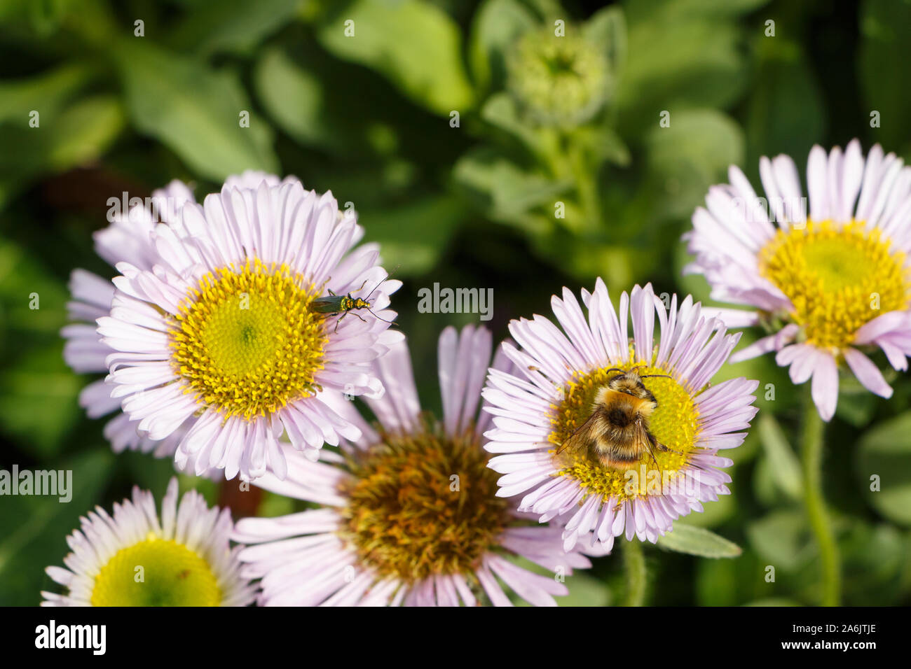 Bee gathering on a purple seaside fleabane in a garden during summer