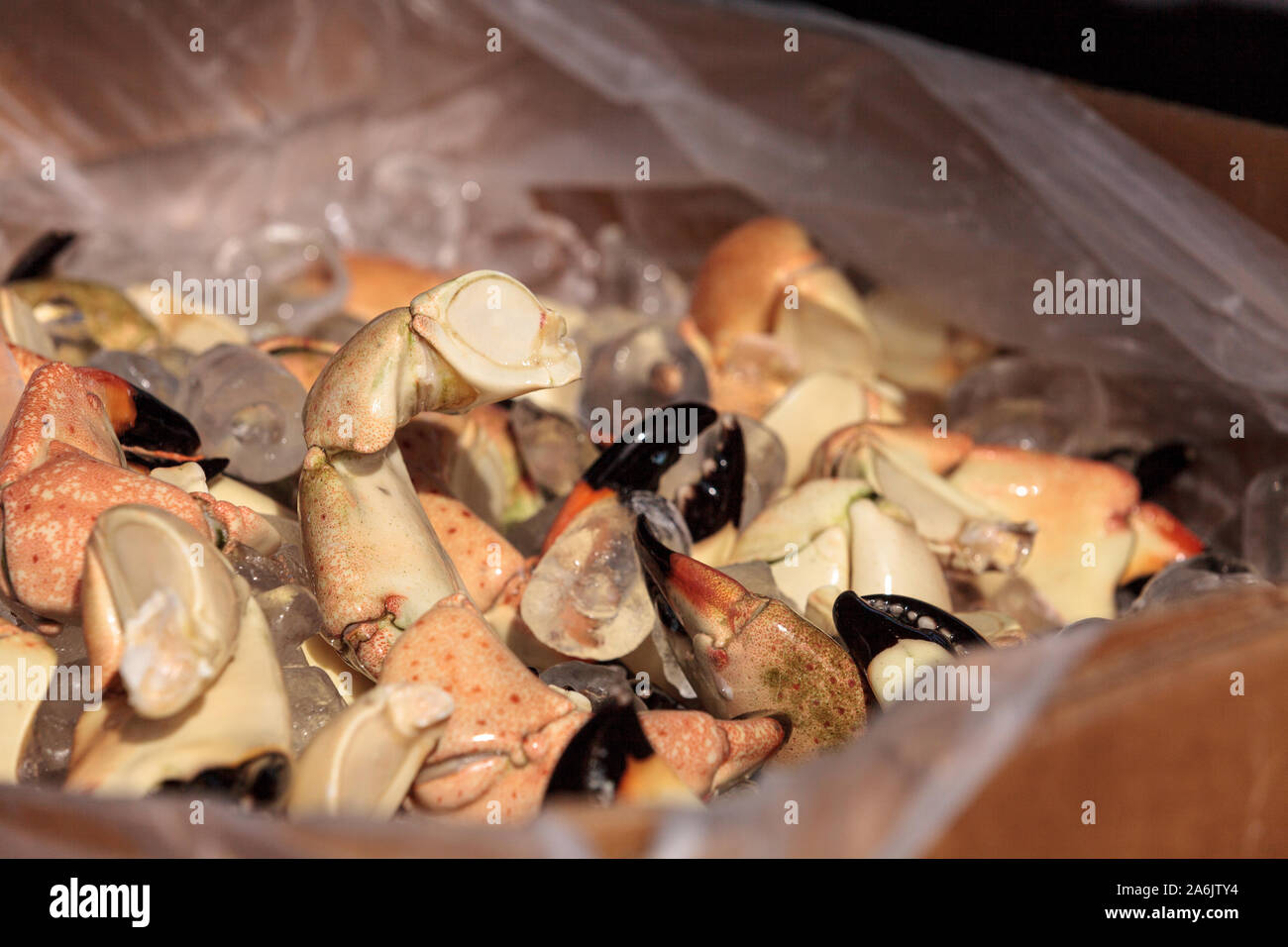 Florida Stone crab Menippe mercenaria steam cooked for lunch at a picnic festival. Stock Photo