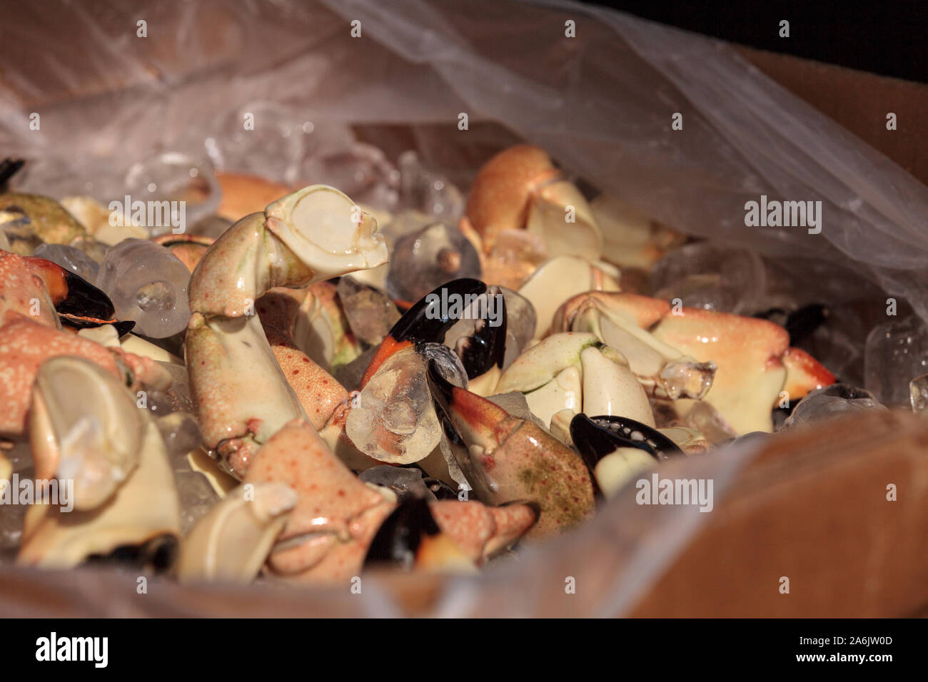 Florida Stone crab Menippe mercenaria steam cooked for lunch at a picnic festival. Stock Photo