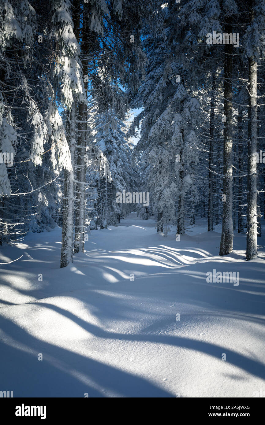 view of a winter landscape Thuringian Forest, Oberhof, Rennsteig Stock Photo