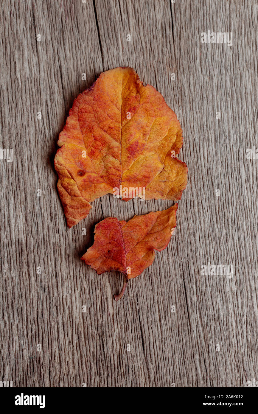 Мятый металлический лист. Искривление побегов. Разбитый leaf. Сломанный лист сломанный лист. Поломанные листья.