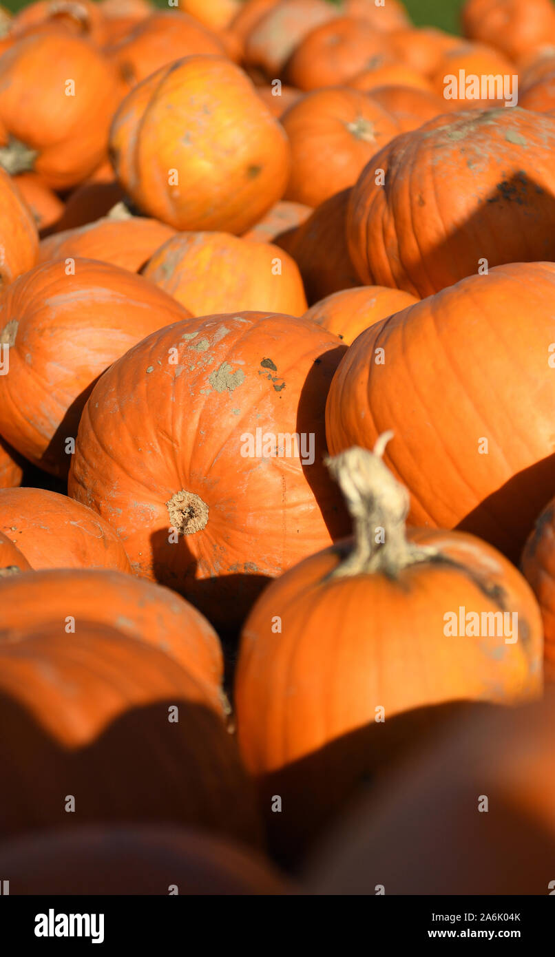 Eschenlohe, Germany. 27th Oct, 2019. Pumpkins are offered for sale at the edge of a field. On Halloween it is common to hollow out pumpkins and turn them into lanterns. Credit: Angelika Warmuth/dpa/Alamy Live News Stock Photo