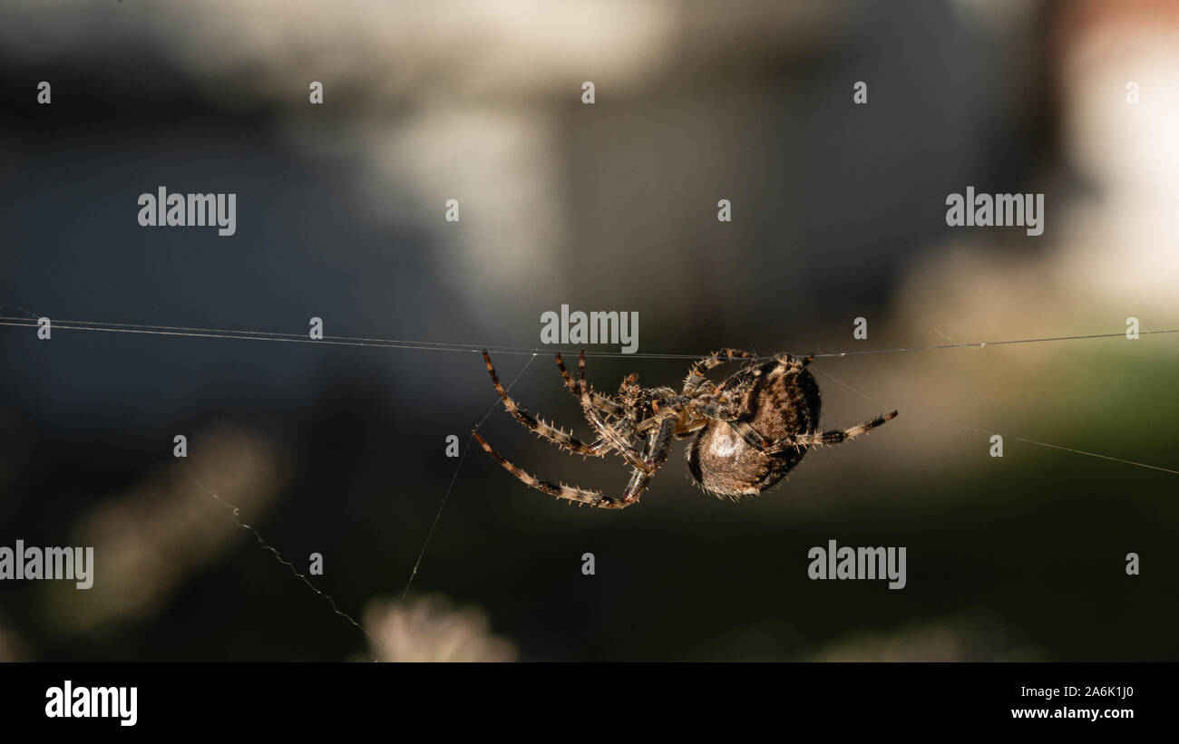 Spider walking down holding his web. Xloseup macro photography Stock ...