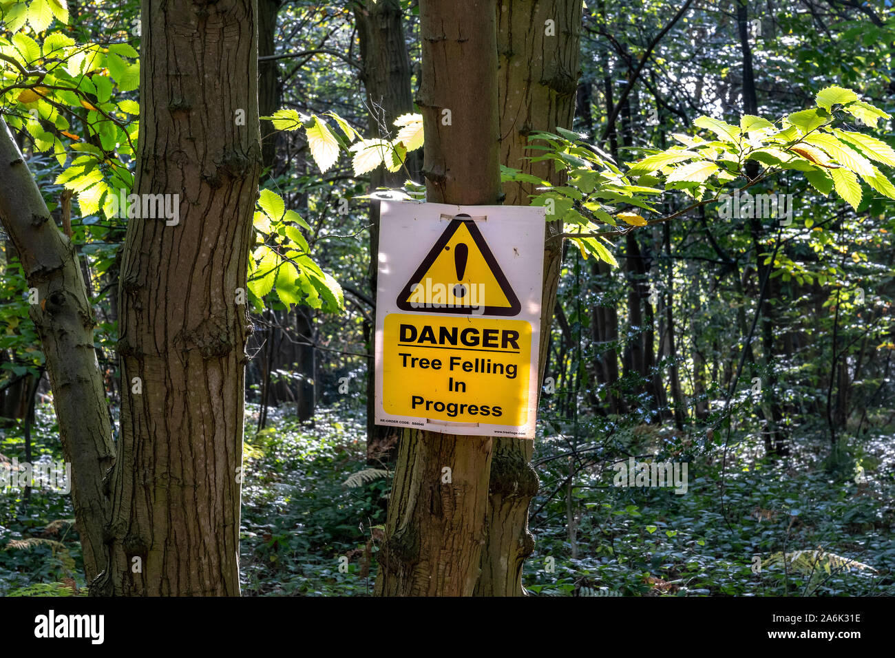 TREE FELLING WARNING SIGN IN WOODS Stock Photo