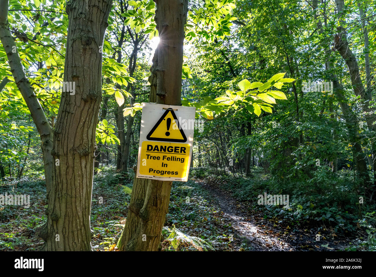 TREE FELLING WARNING SIGN IN WOODS Stock Photo