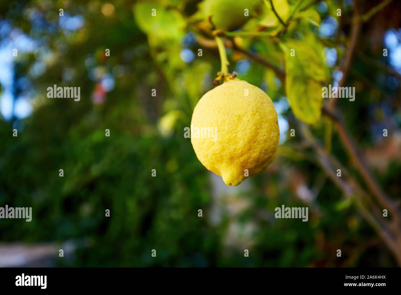 Fresh lemon hanging on the lemon tree in a garden Stock Photo