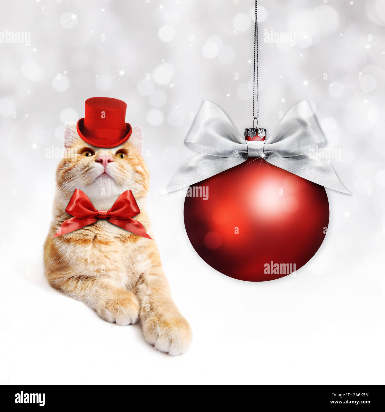 Holidaycardsapp funnyexpo dio disso Happy New Year 2020 Funny Animal Images