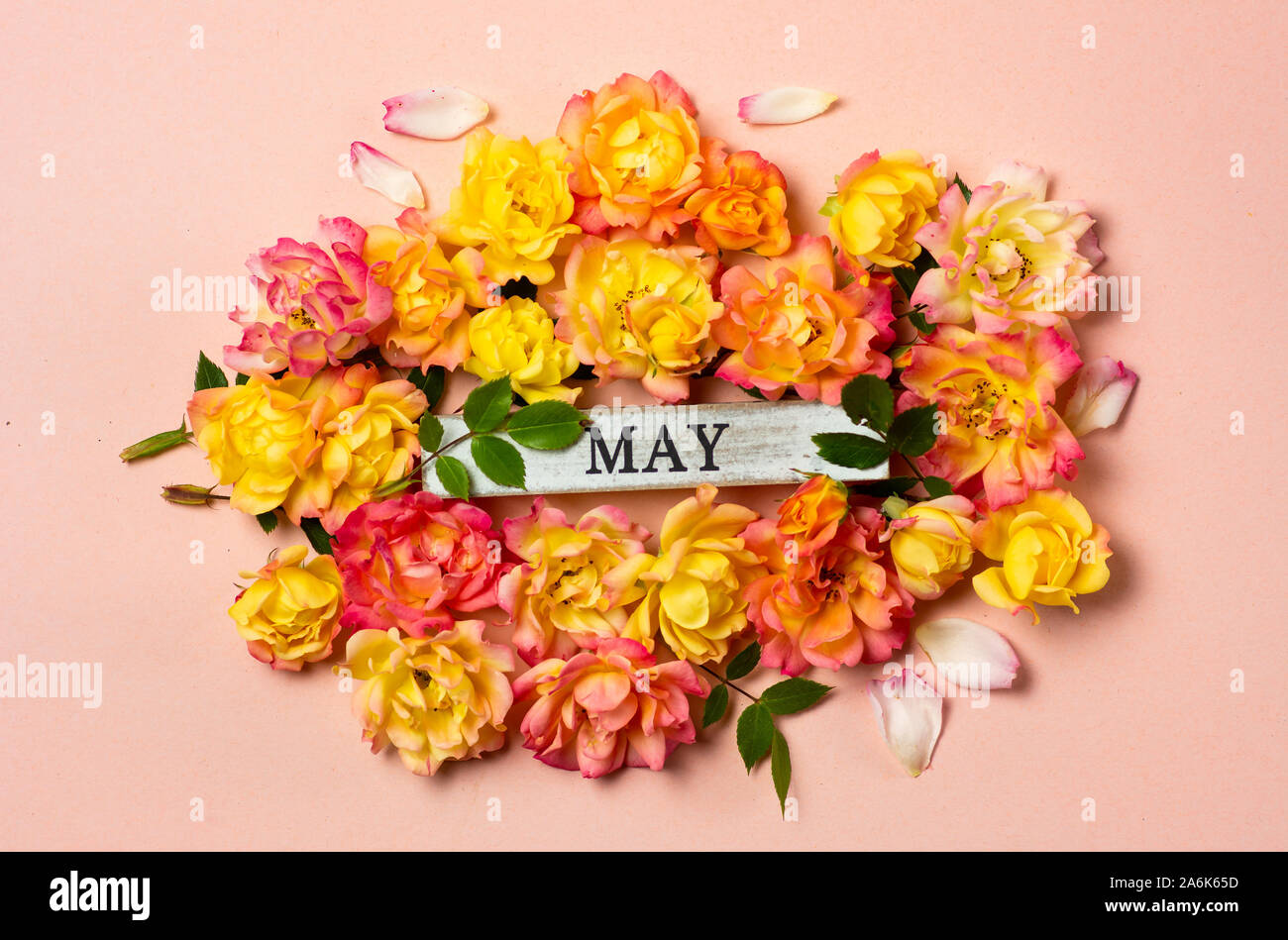 Month of may abstract card with yellow and orange roses on pastel background Stock Photo