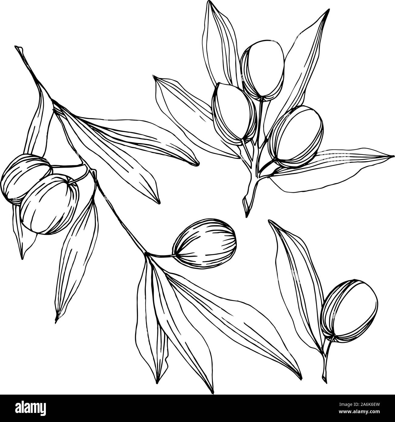 Olive tree in a vector style isolated. Black and white engraved ink art