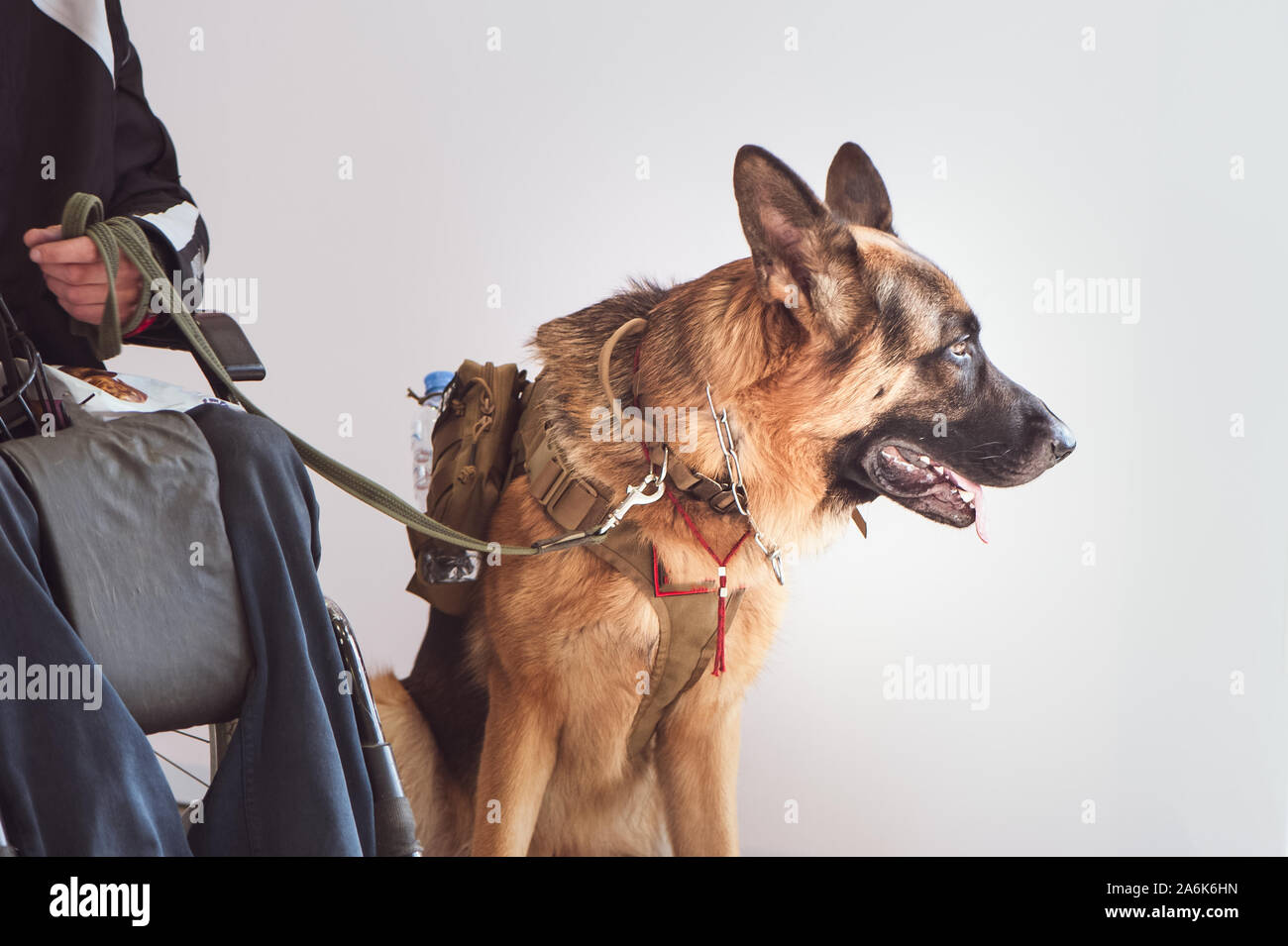 Shepherd, service dog with the owner the invalid wheelchair user Stock Photo