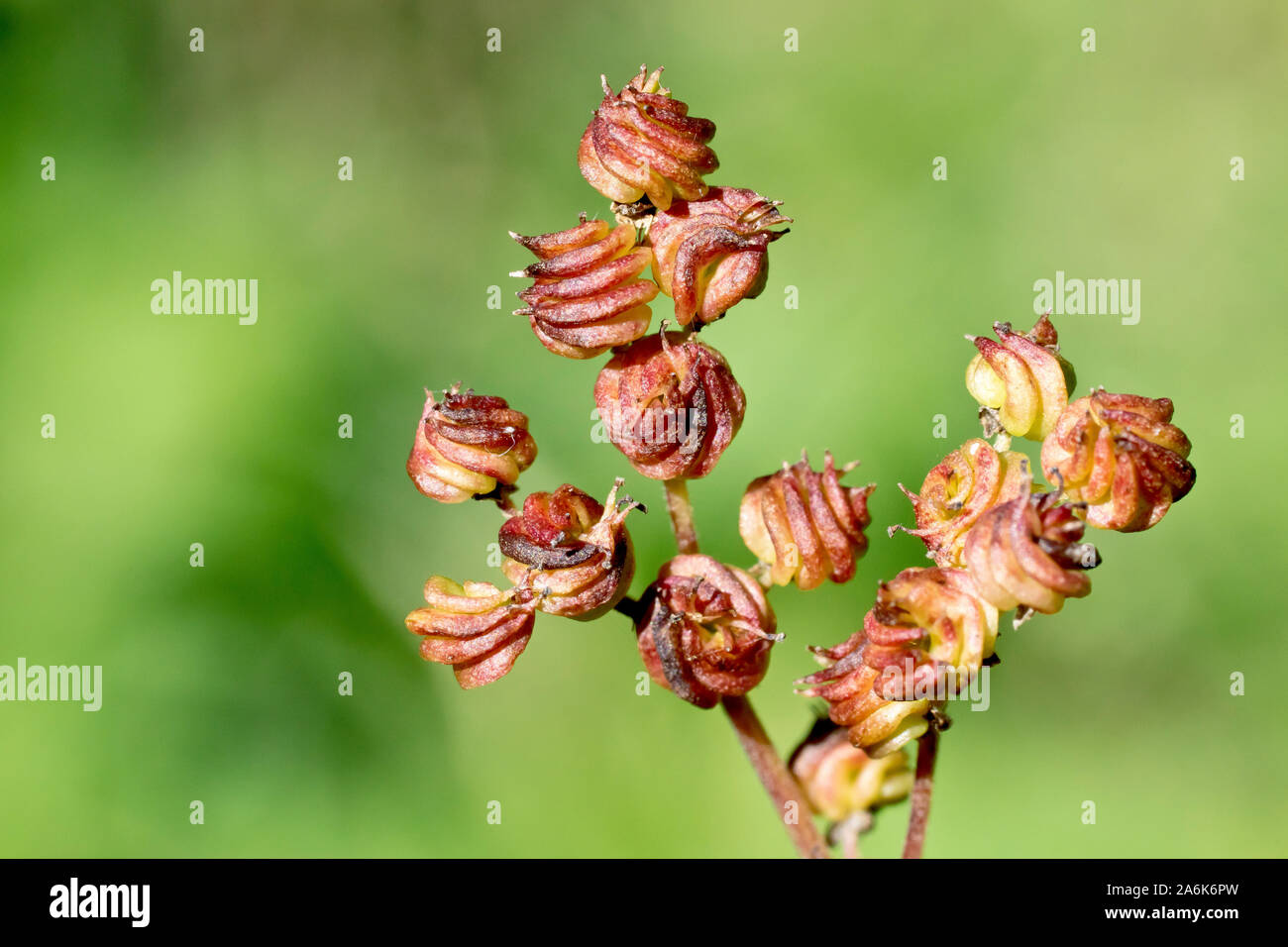 Meadowsweet (filipendula ulmaria), close up showing the tightly spiralled fruits or seed pods of the plant. Stock Photo
