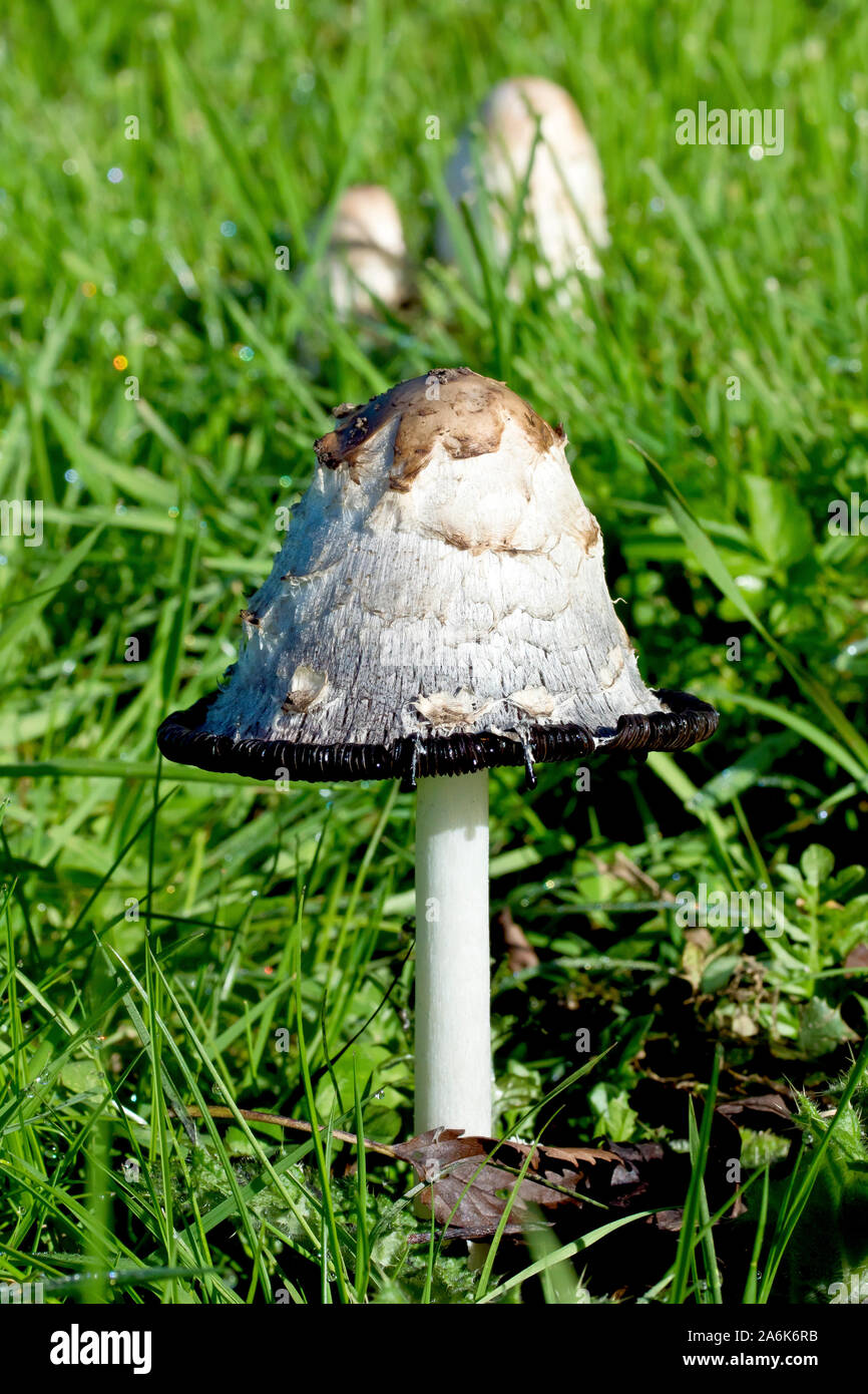 Shaggy Inkcap (coprinus comatus), also known as Shaggy Caps or Lawyer's Wig, close up of a single fruiting body with others in the background. Stock Photo