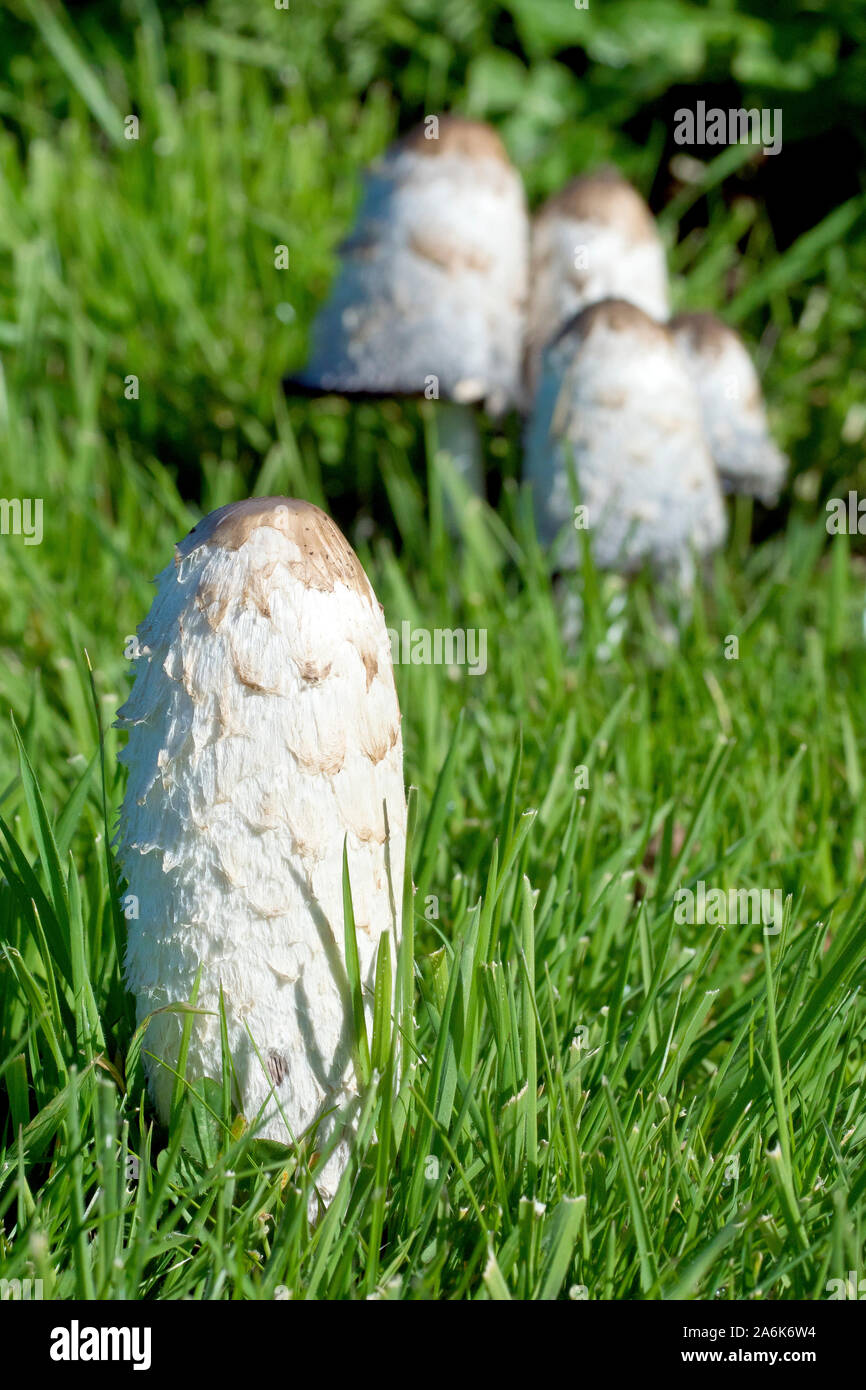 Shaggy Inkcap (coprinus comatus), also known as Shaggy Cap or Lawyer's Wig, close up of a single fruiting body beginning to dissolve round the edges. Stock Photo