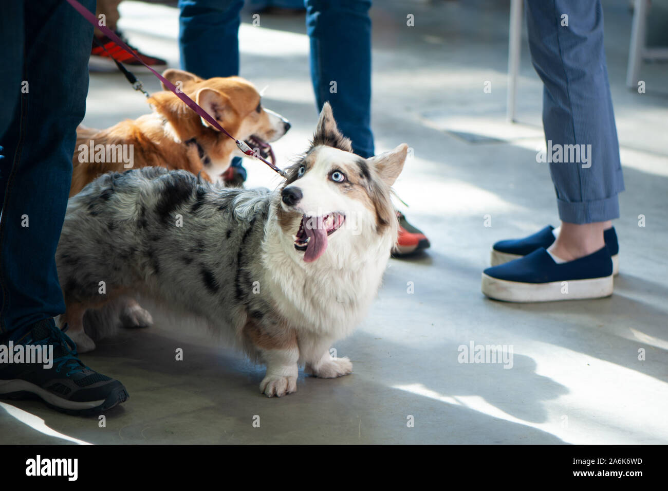 Welsh corgi cardigans color Blue  with the owners. Exhibition of dogs Stock Photo