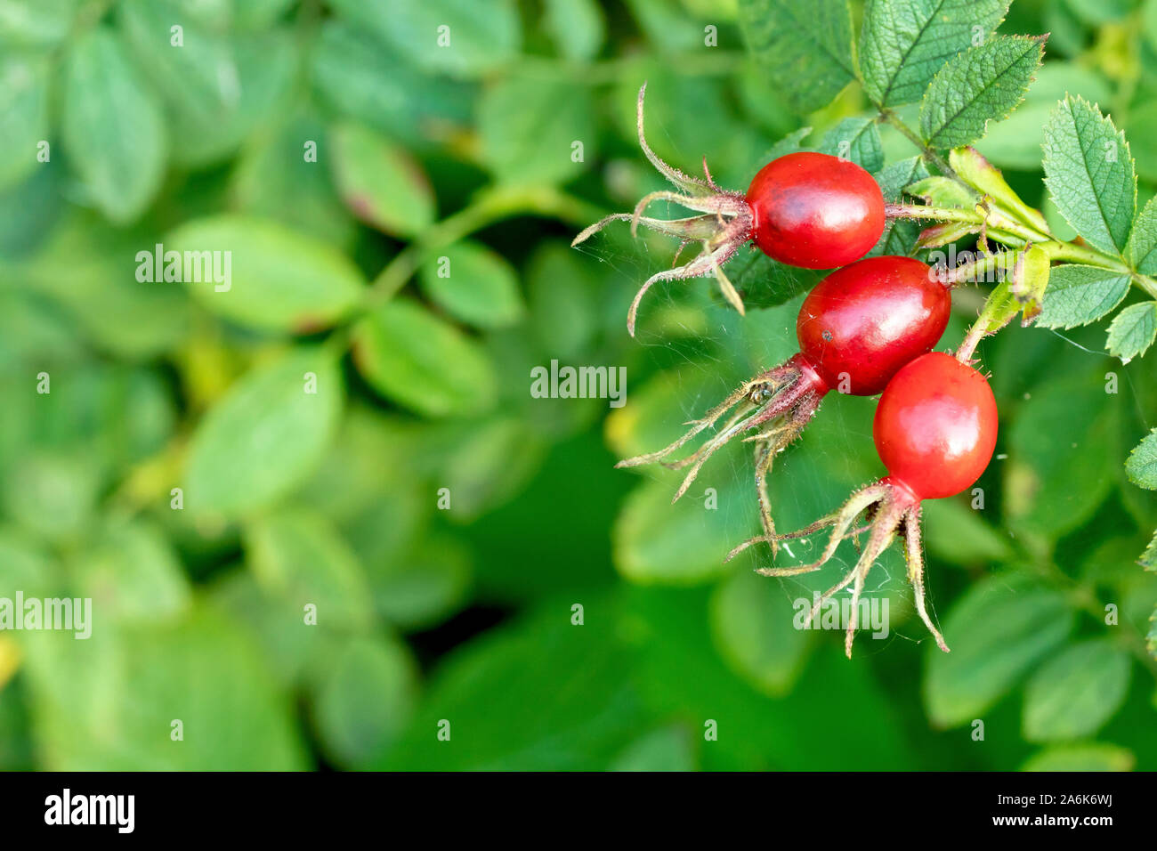 Sweet Briar (rosa rubiginosa), also known as Eglantine or Apple Scented Rose, close up of the hips developing on the bush, the sepals still attached. Stock Photo