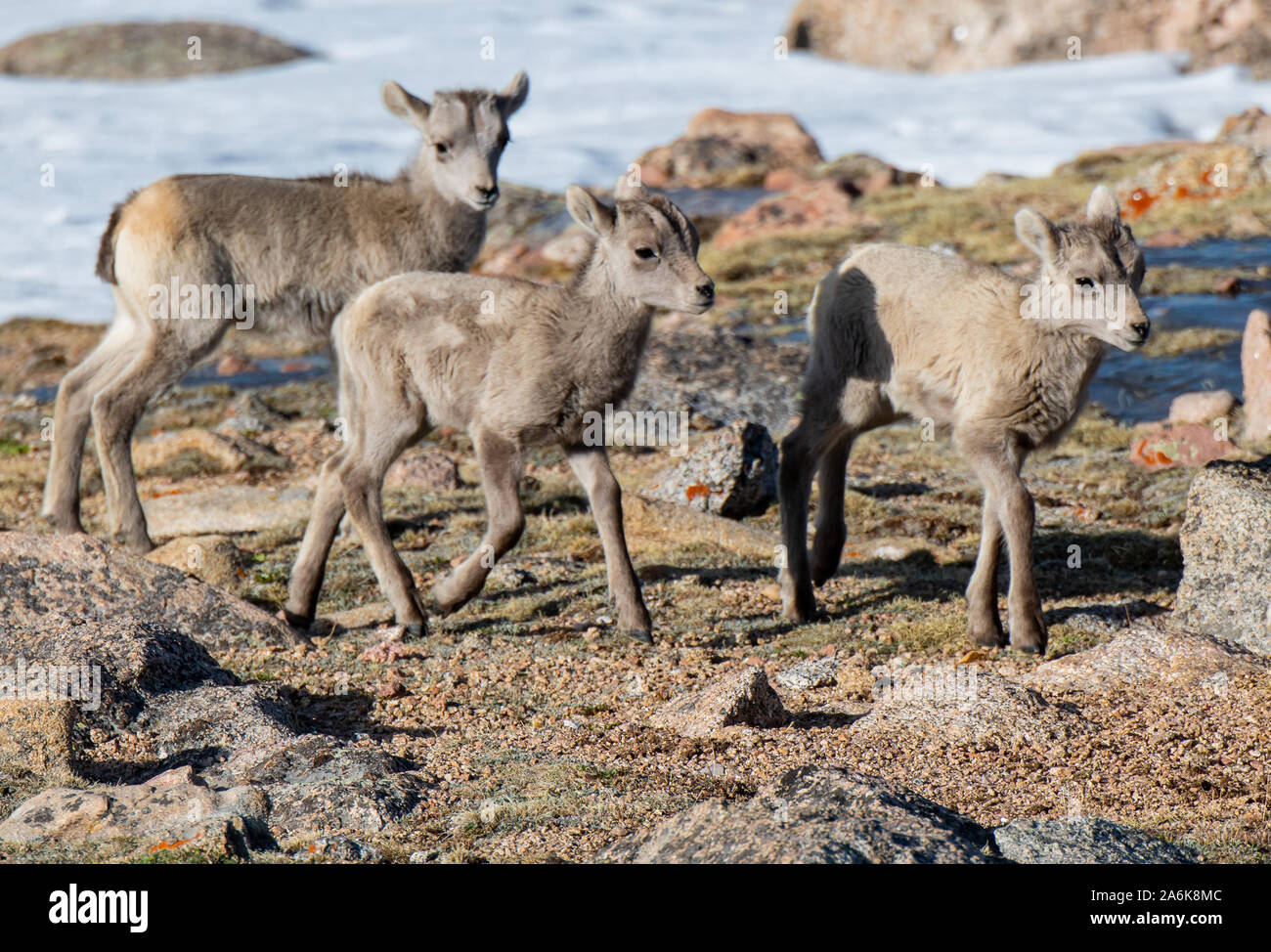 Adorable Baby Bighorn Sheep Triplets Roaming the Mountain Stock Photo ...