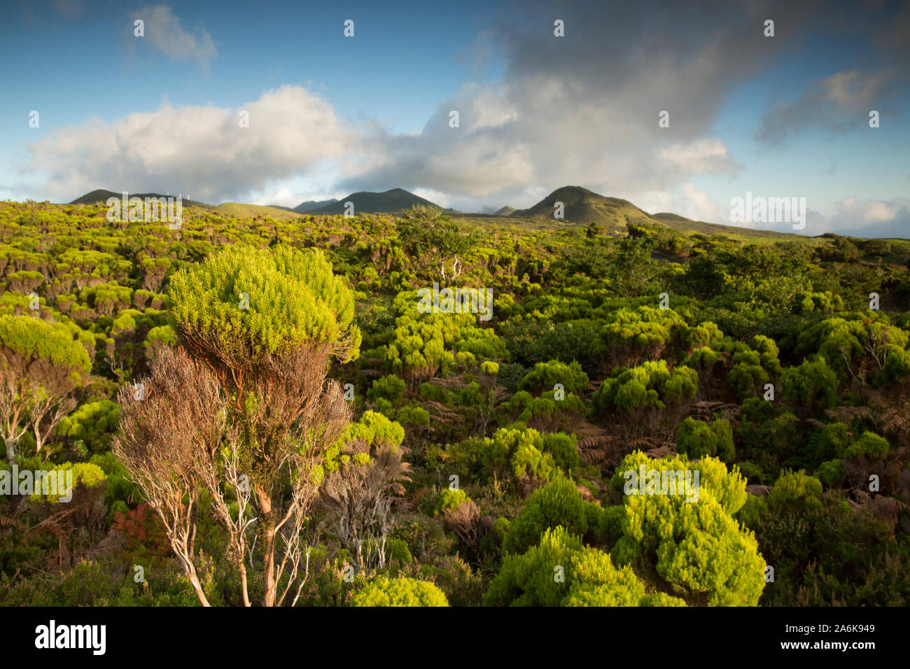 Erica Azorica landscape in Pico. Azores, Portugal Stock Photo
