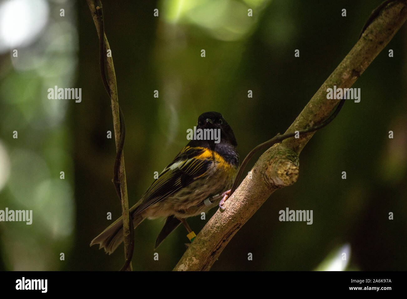 A Rare Stitchbird in Stewart Island, New Zealand Stock Photo